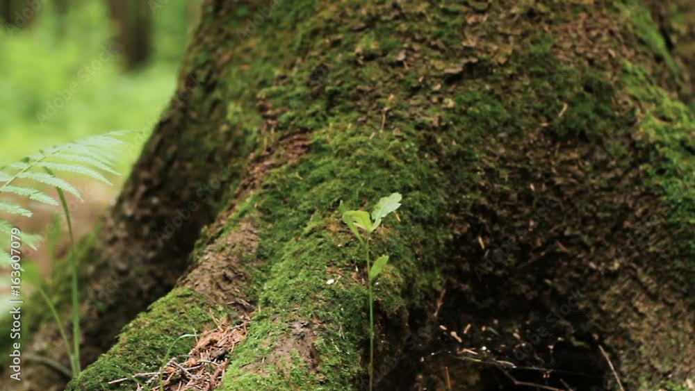 Panning close up shot of fern leaves and roots of big pine tree overgrown with green moss in summer forest. Shallow depth of field Panning close up shot of fern leaves and roots of big pine tree overgrown with green moss in summer forest. Shallow depth of field