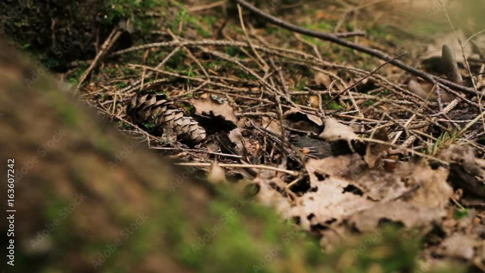 Close up of big pine cone lying on dry twigs and leaves in pine wood. Shallow depth of field Close up of big pine cone lying on dry twigs and leaves in pine wood. Shallow depth of field