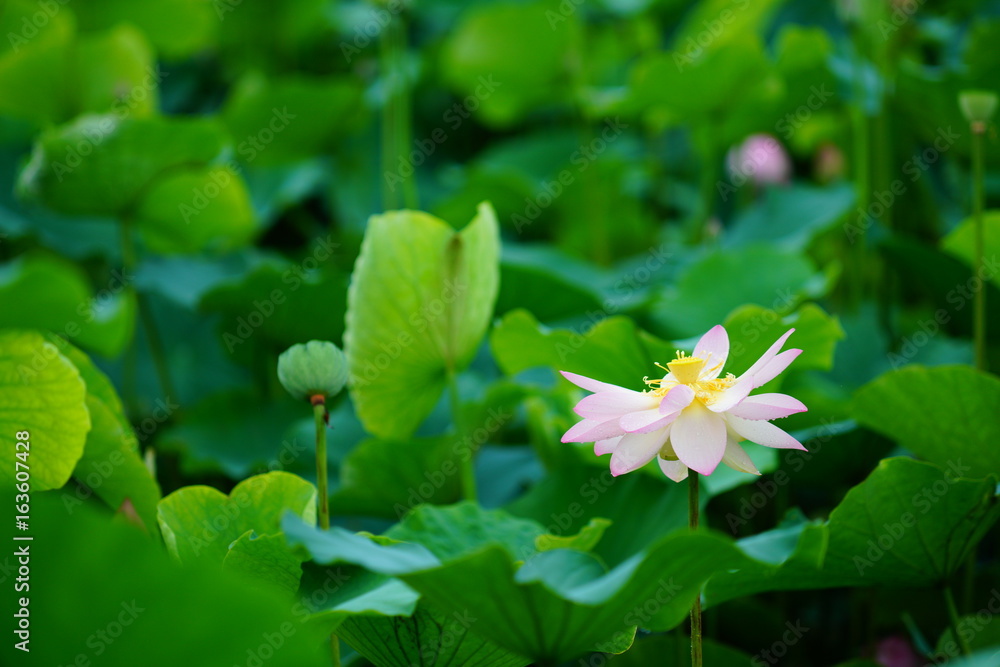 활짝 피어 있는 연 꽃 (View of a blooming lotus flower over leaves) 활짝 피어 있는 연 꽃 (View of a blooming lotus flower over leaves)