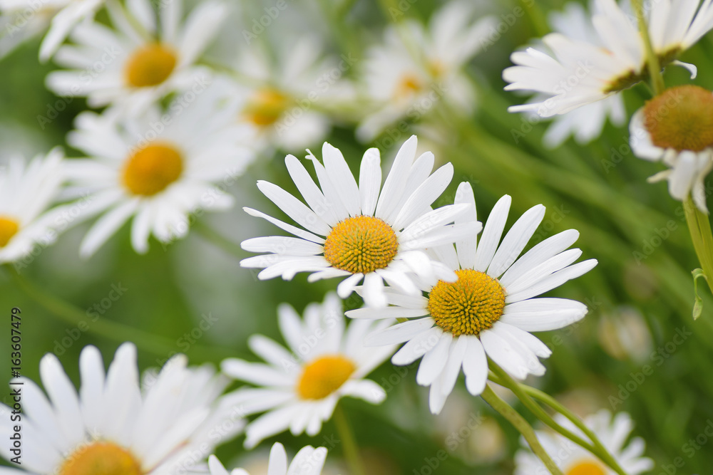 Obraz premium Summer background of white Daisy flowers in horizontal frame