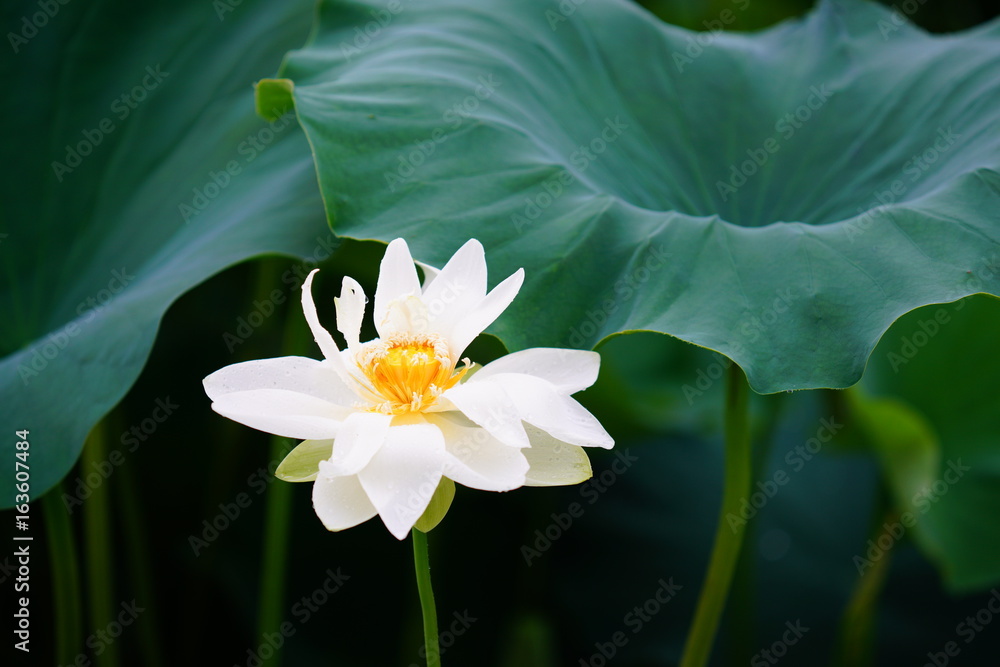 활짝 피어 있는 연 꽃 (View of a blooming lotus flower over leaves) 활짝 피어 있는 연 꽃 (View of a blooming lotus flower over leaves)