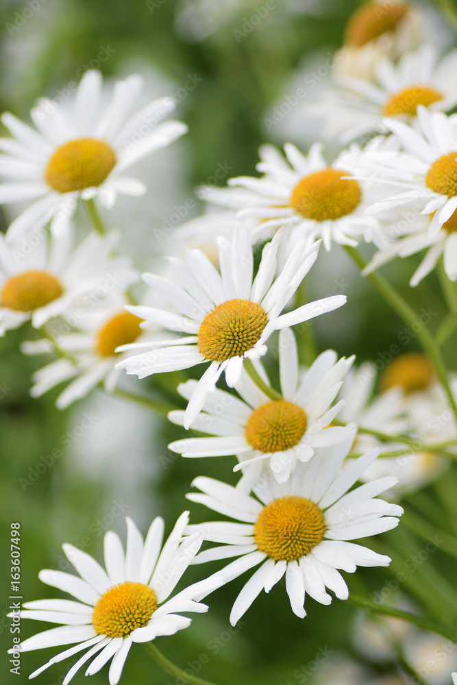 Fototapeta premium Summer background of white Daisy flowers in vertical frame