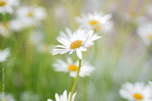 Summer background of white Daisy flowers in horizontal frame