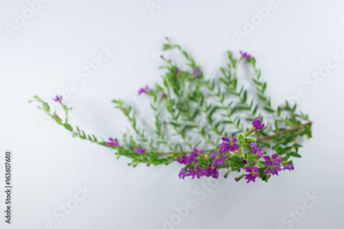 Small False heather Flower isolated