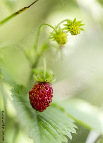 Wild Strawberry
