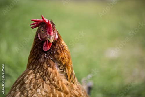 Chicken on the Farm