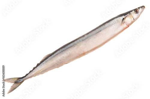 saury on a white background