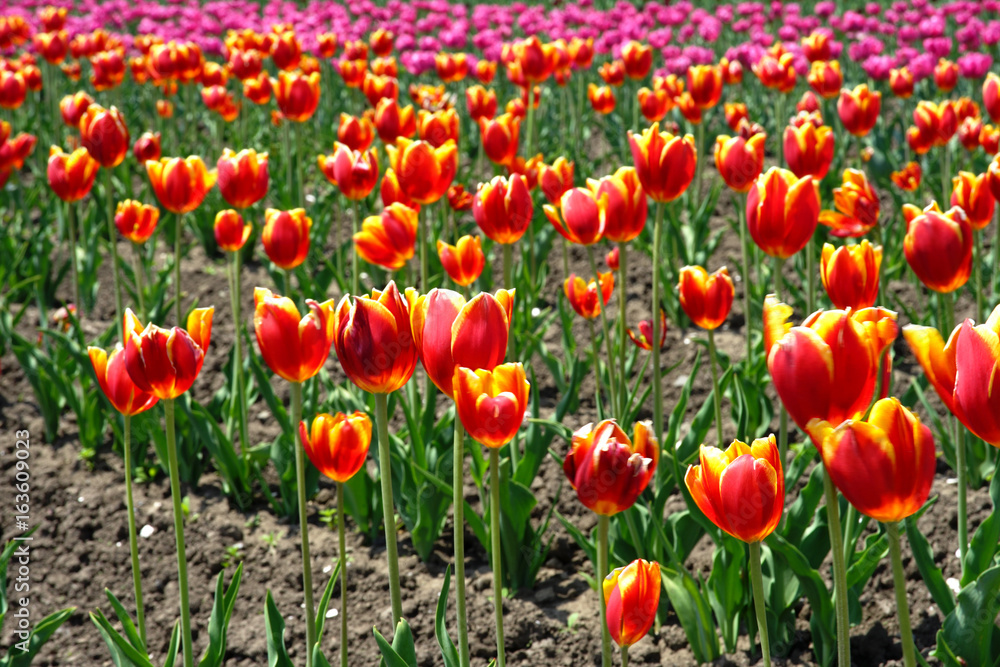 Red-Yellow Tulips in the field
