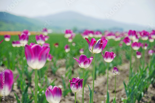 Delicated Violet Tulips in the field with mountain on the background © Buntoon