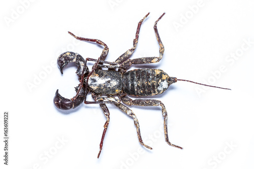 Isolated Whip scorpions on white background