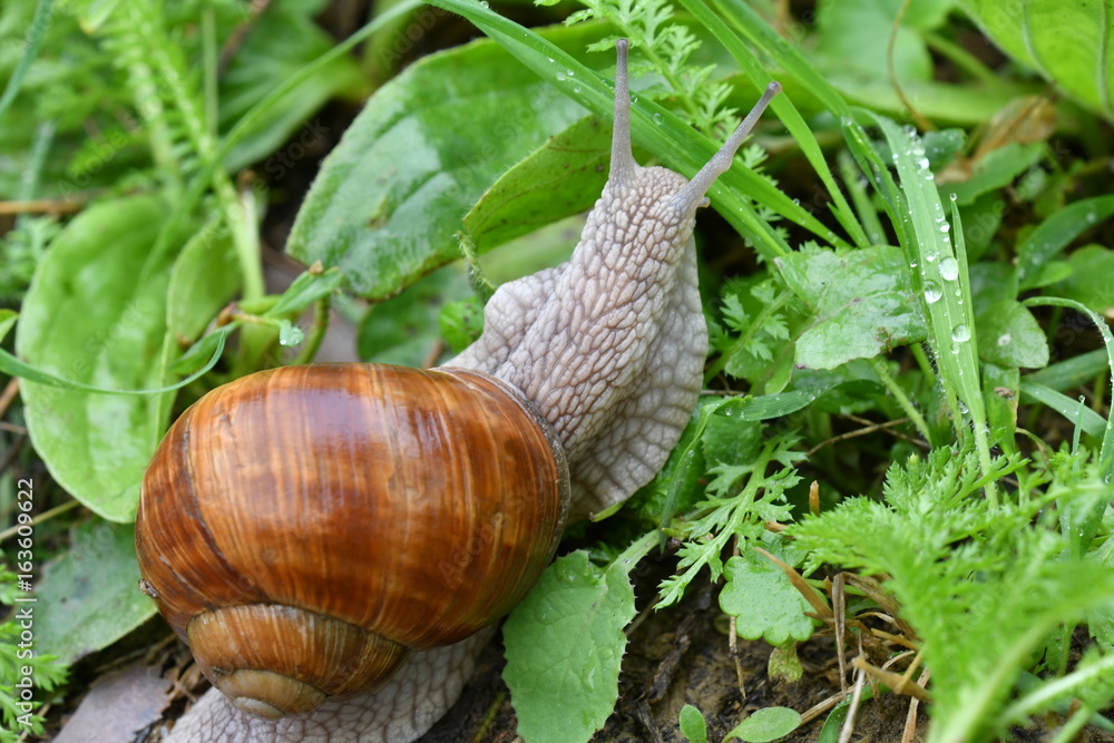 snails on the grass