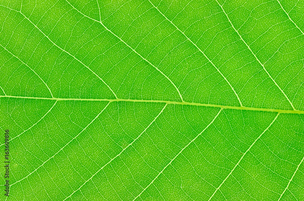 close up on green leaf texture background close up on green leaf texture background