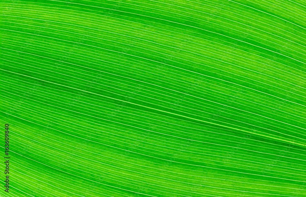 green leaf texture green leaf texture