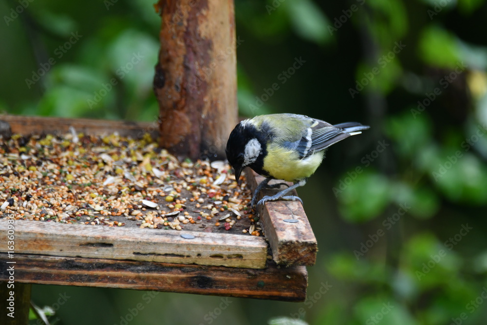 Obraz premium blue titmouse take a seeds in the fodder rack