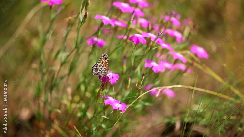 Close-up. Wildflowers on the island of Olkhon. Lake Baikal Close-up. Wildflowers on the island of Olkhon. Lake Baikal