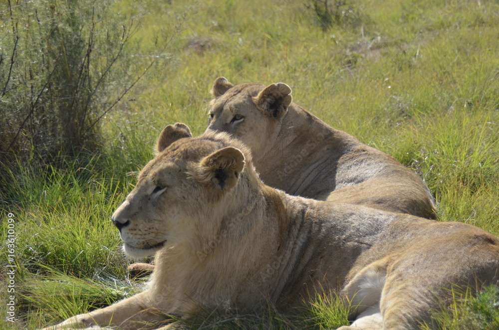 African Wildlife- lioness sisters African Wildlife- lioness sisters