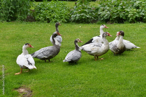ducks grazing the grass 