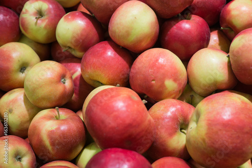 Fresh, ripe red apples gathered in the garden.