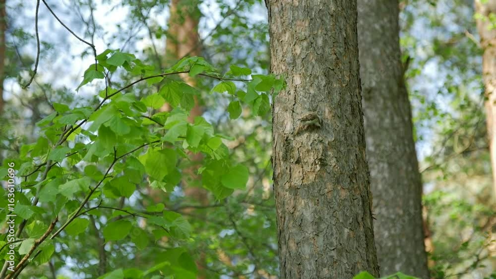 Small bird knocks on the tree trunk on the spring forest. Slow motion. Small bird knocks on the tree trunk on the spring forest. Slow motion.