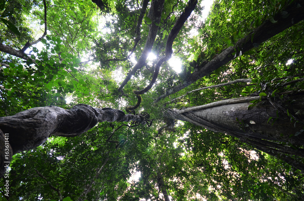 Fototapeta premium Looking up through fresh green tree canopy