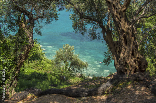 Olive tree with sea in background - Lichnos beach, Greece