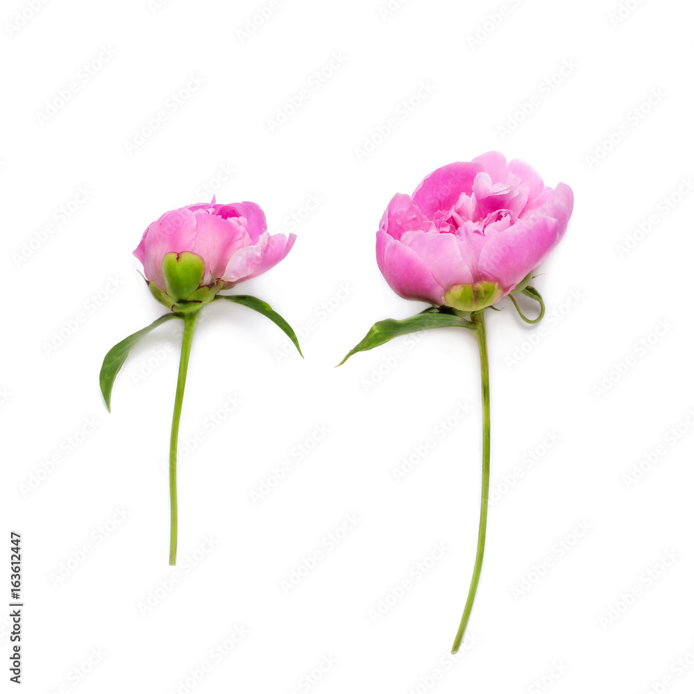 peony on white background