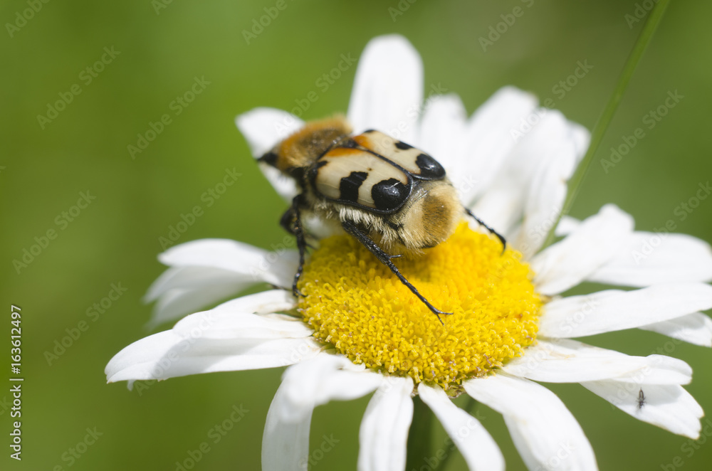 Beautiful insect on the top of blossoming chamomile. Macro view of unususal big bug sitting on a daisy flower for pollination. Natural background Beautiful insect on the top of blossoming chamomile. Macro view of unususal big bug sitting on a daisy flower for pollination. Natural background