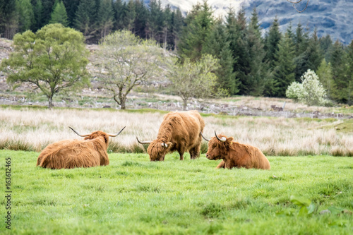 Highland cattle dwelling in the field, Scotland