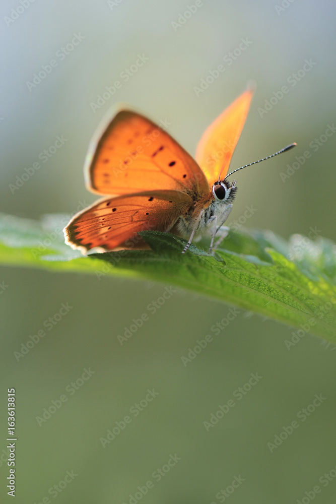Fototapeta premium Red butterfly - Scarce copper (Lycaena virgaureae) butterfly