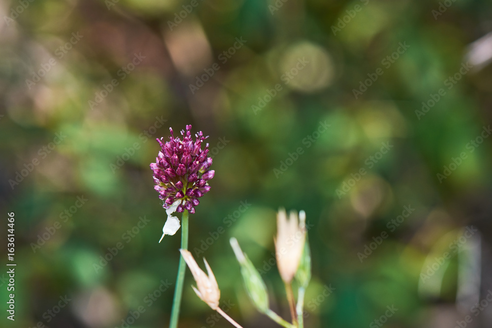 Purple Flower With Blurry Bokeh Background In The Forest Purple Flower With Blurry Bokeh Background In The Forest
