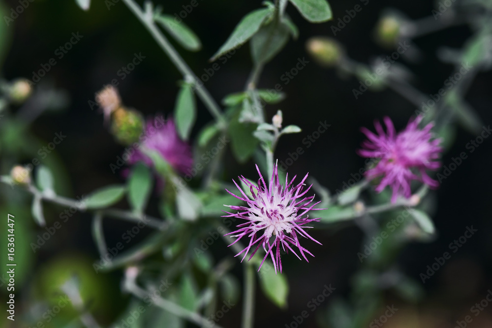 Purple Thorny Vibrant Wild Flowers In The Forest Macro Shot Purple Thorny Vibrant Wild Flowers In The Forest Macro Shot