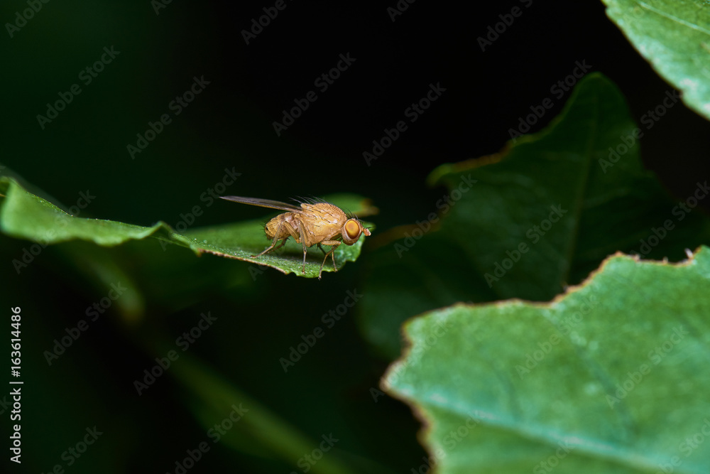 Little Yellow Fly Over Green Leaf Macro Little Yellow Fly Over Green Leaf Macro