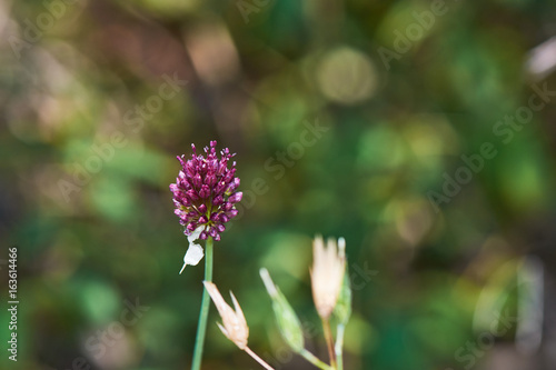 Purple Flower With Blurry Bokeh Background In The Forest