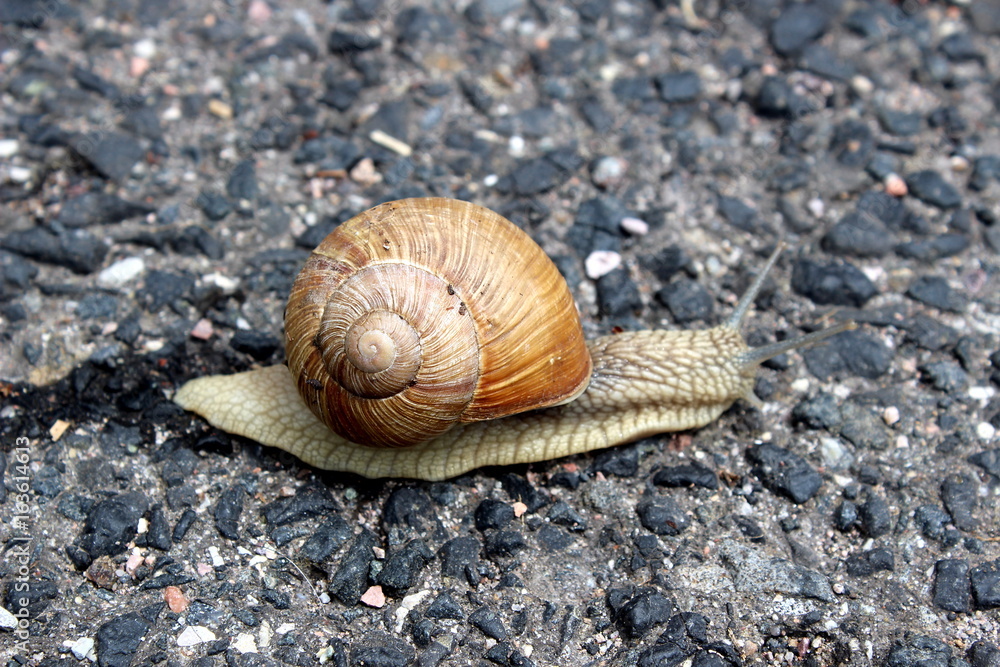 Schnecke unterwegs Schnecke unterwegs