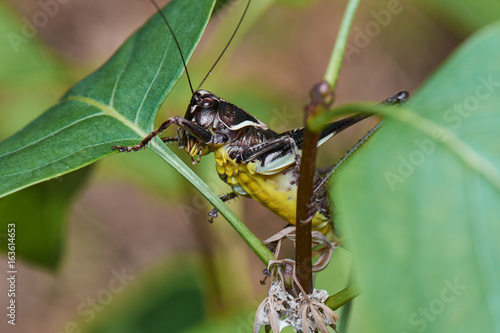 Big Dark Grasshopper Macro Shot Green Leaves © IM_VISUALS