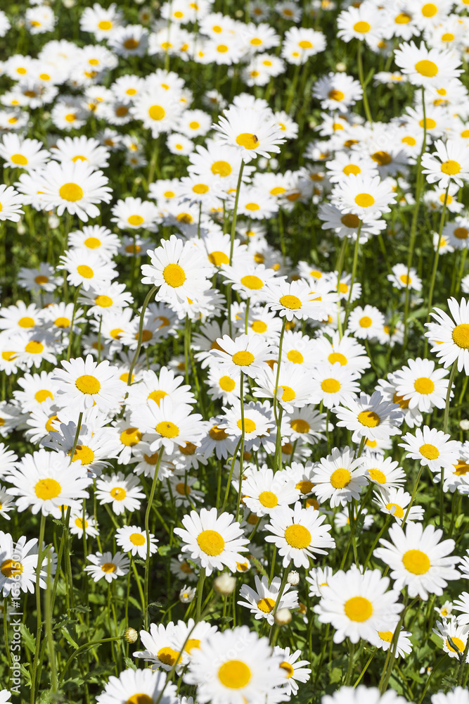 Fototapeta premium Leucanthemum vulgare, kwiaty kwitnące na łące, z bliska
