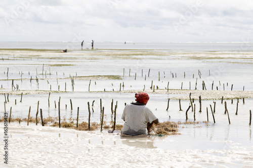 woman harvesting seagrass
Tanzania, Zanzibar island