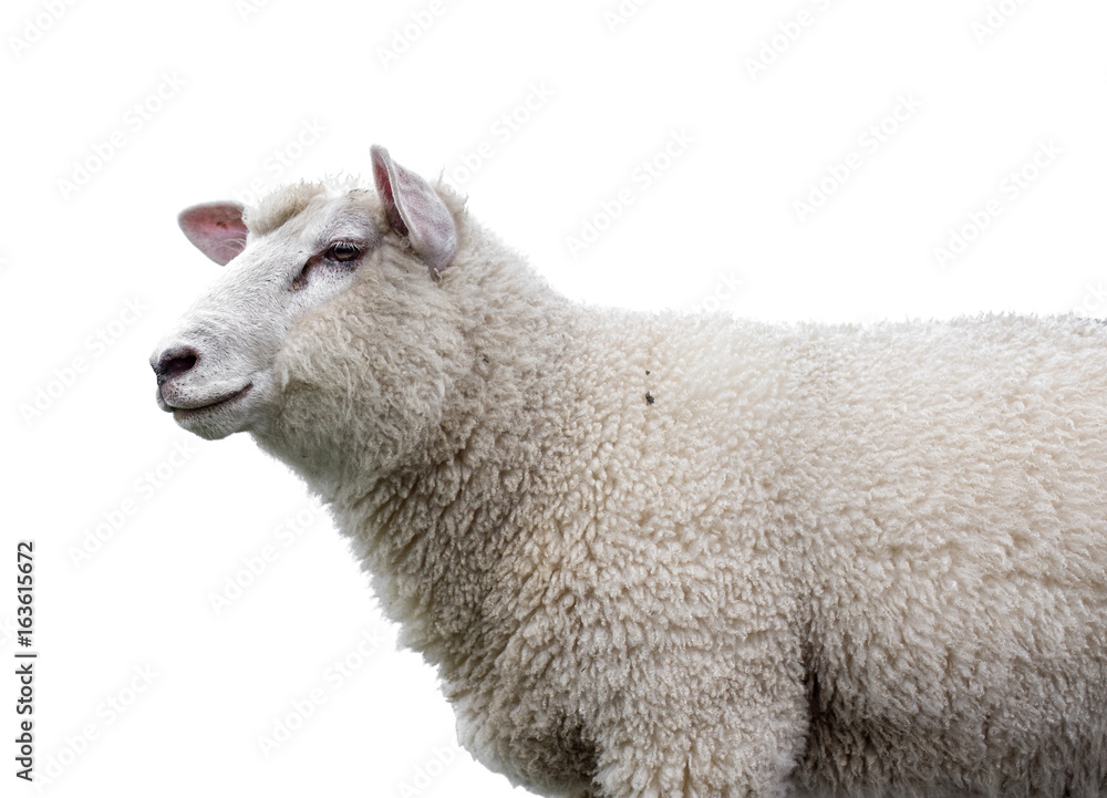 Fototapeta premium Sheep on white background
