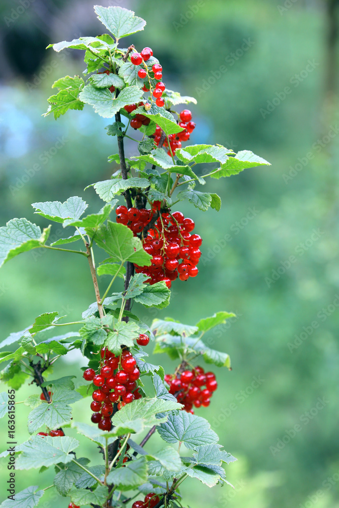 Ripe fruits of red ribes summer Ripe fruits of red ribes summer