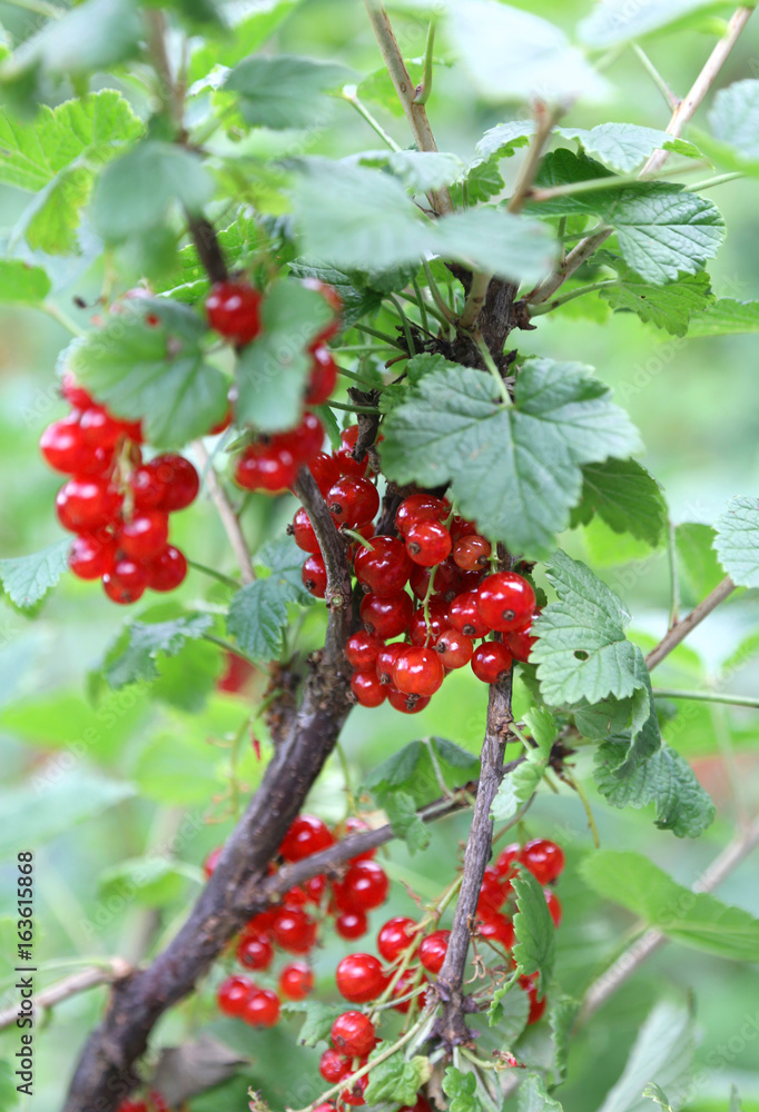 Ripe fruits of ribes on the plant in summer