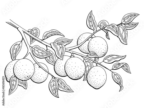 Lime fruit graphic branch black white isolated sketch illustration vector