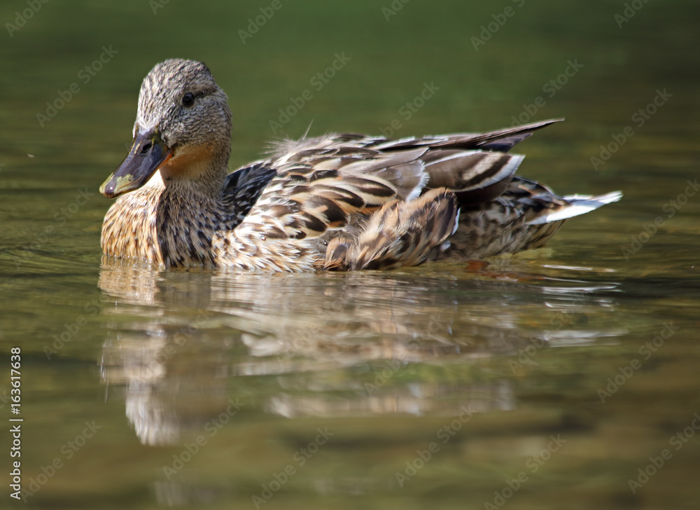 Duck in nature, outdoor Duck in nature, outdoor