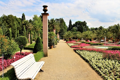 An image of a palm garden - botanical, park photo