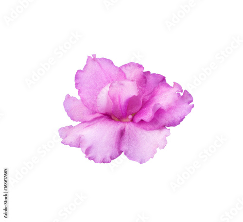 bright pink, purple violet highlighted on white background contour cut