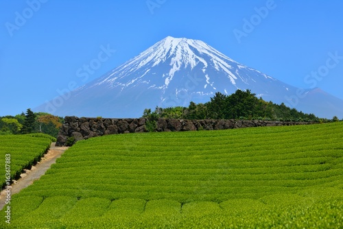 富士山と新緑の茶畑