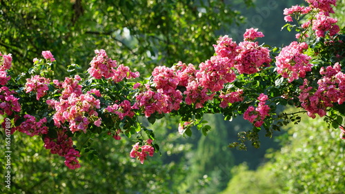 Fototapeta Naklejka Na Ścianę i Meble -  Reda flowers in garden in Antwerp.