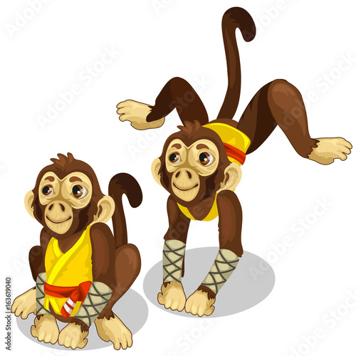 Two monkeys in a karate costume. Vector animals on a white background. Illustration isolated. Holiday, costume party or circus concept