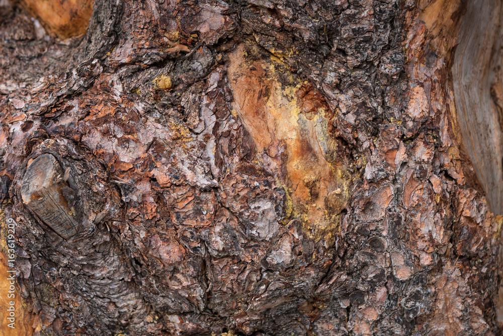 Bark Texture Bark Texture