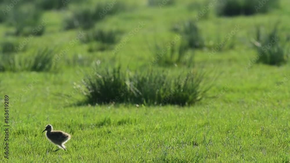 Großer Brachvogel Küken im Gegenlicht, Mai Großer Brachvogel Küken im Gegenlicht, Mai