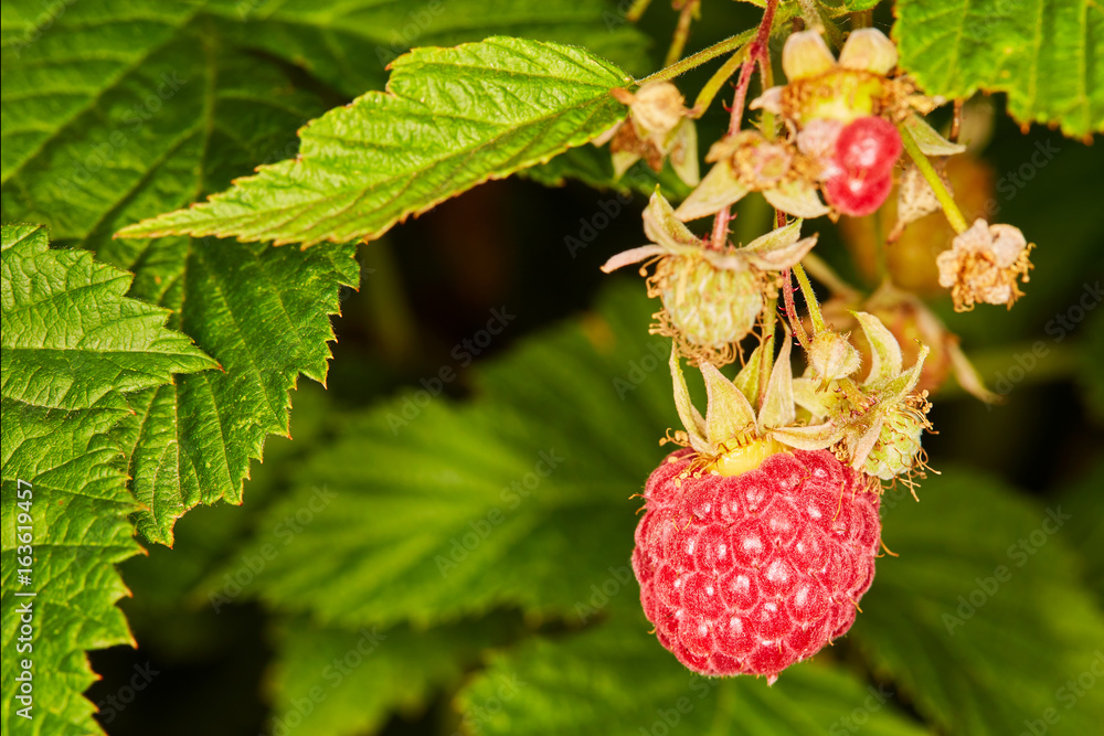 Red raspberry in the garden. Red raspberry in the garden.